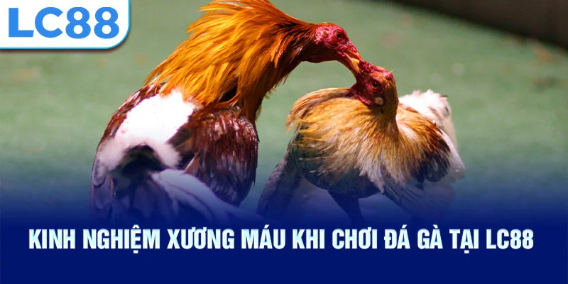 Kinh nghiệm xương máu khi chơi đá gà tại lc88